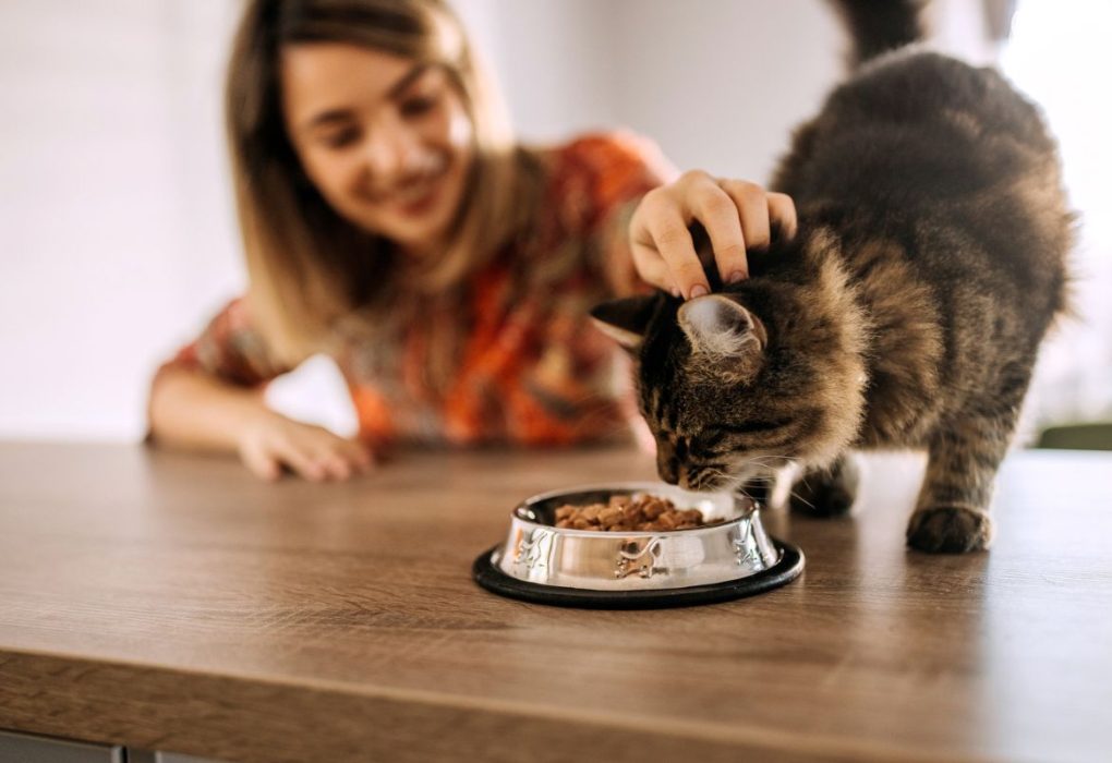 Feeding Your Pet Right: The Key to a Healthy and Happy Life