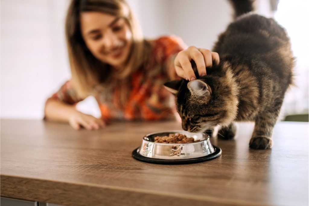 Feeding Your Pet Right: The Key to a Healthy and Happy Life