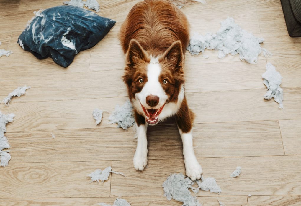 Understanding Pet Separation Anxiety: Causes, Symptoms, and Solutions
