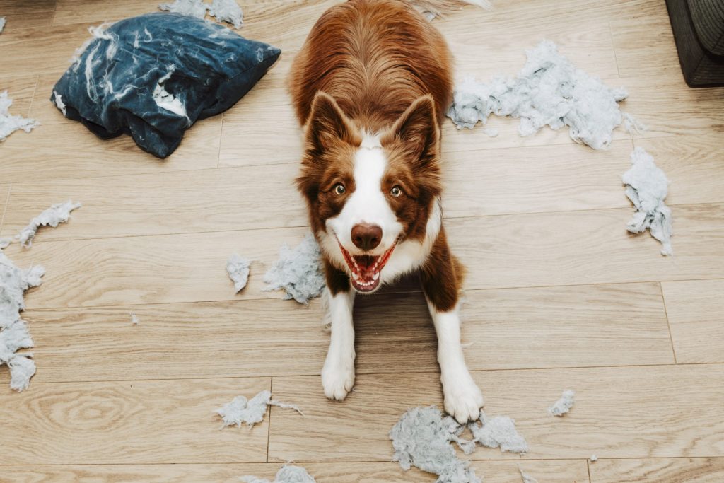 Understanding Pet Separation Anxiety: Causes, Symptoms, and Solutions