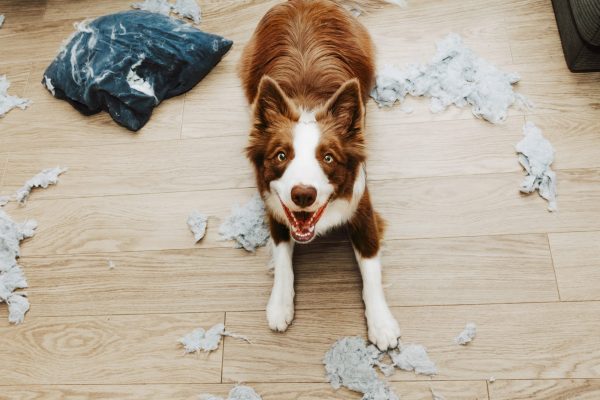 Understanding Pet Separation Anxiety: Causes, Symptoms, and Solutions Understanding Pet Separation Anxiety: Causes, Symptoms, and Solutions