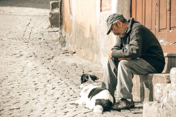 Common Pet Allergies and Solutions