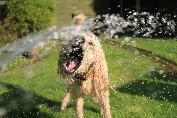 How to Stop Pets from Barking Excessively