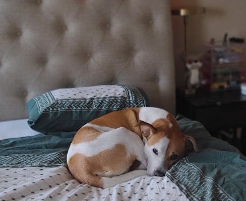 The Science of Pet Sleep Patterns