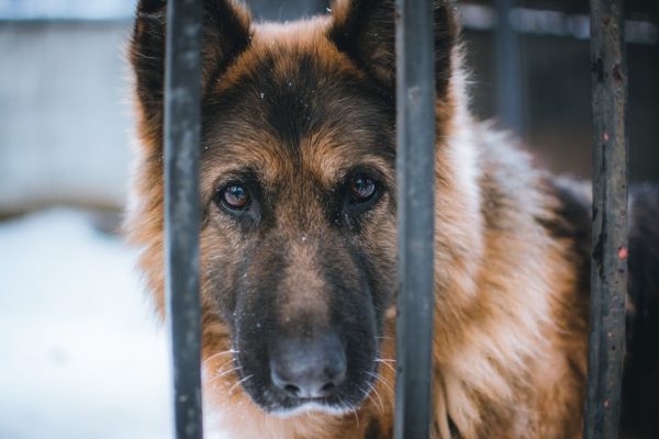 The Best Pet Breeds for Cold Climates