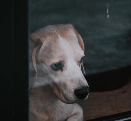 How to Recognize Pet Pain Signals