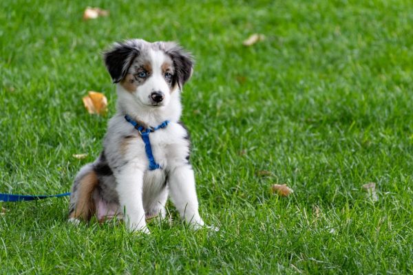 How to Choose the Right Pet Harness