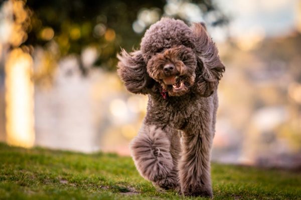 The Best Pet Breeds for Windy Climates