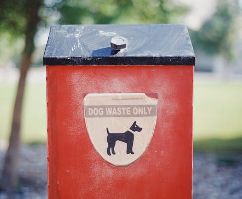 How to Train a Pet to Use a Litter Box