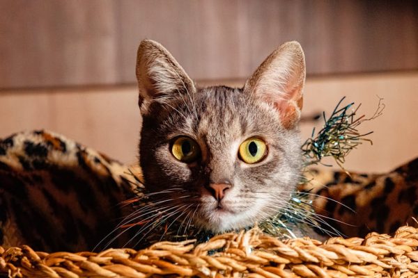 Keeping Your Pet Safe During Holidays