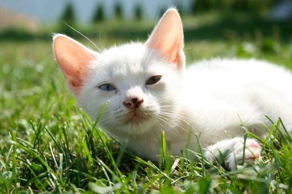 How to Keep Your Pet’s Ears Clean