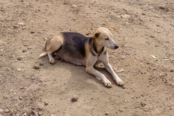 The Best Pet Breeds for Desert Climates
