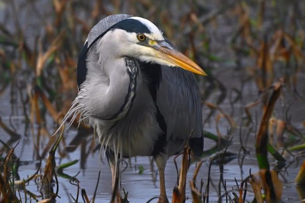 The Most Intelligent Bird Species