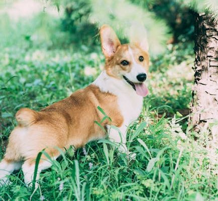 How to Keep Your Pet’s Paws Healthy