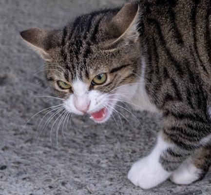 How to Handle Aggressive Pet Behavior