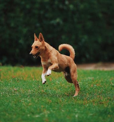 How to Keep Your Pet’s Eyes Healthy