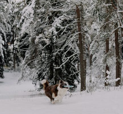 The Best Pet Breeds for Winter Sports