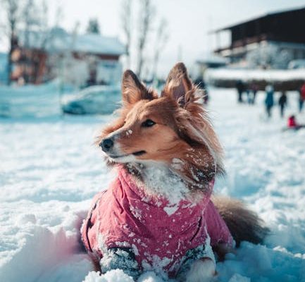 How to Choose the Right Pet for You