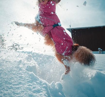 How to Stop Pets from Jumping on Guests