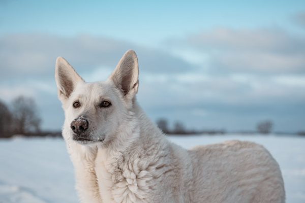 The Most Loyal Wild Animals Kept as Pets