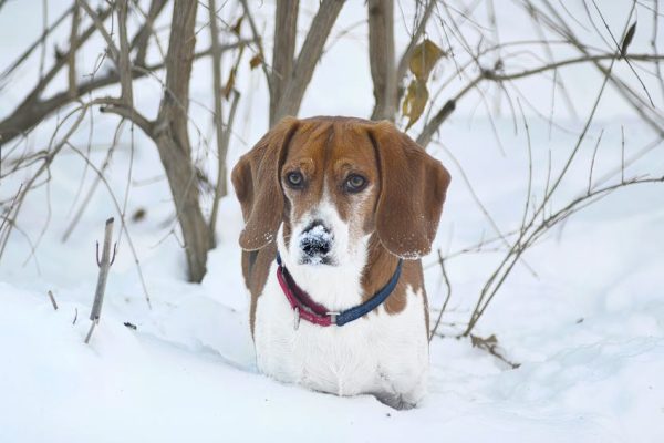 The Best Pet Breeds for Snowy Weather