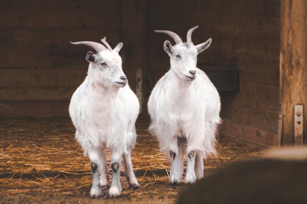 The Best Small Pets for Apartments
