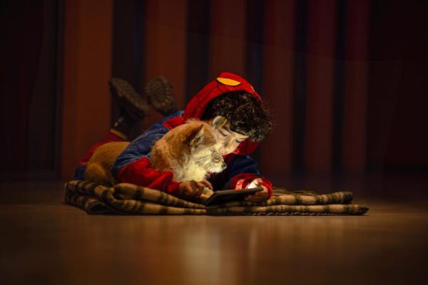 The Best Pets for Nighttime Activities