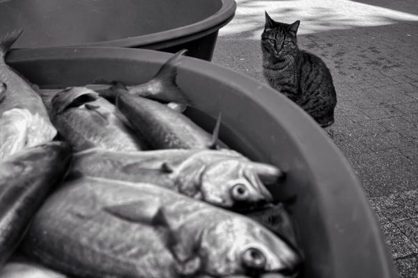 The Evolution of Pet Food Industry