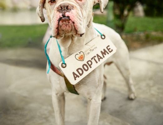 How to Choose the Right Pet Leash