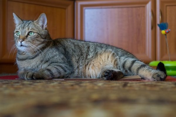 How to Keep Your Pet Active Indoors
