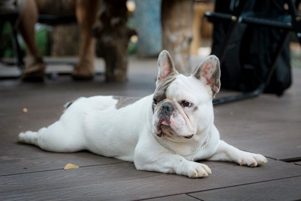 The Most Misunderstood Pet Breeds