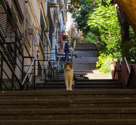 How to Travel Internationally with Pets