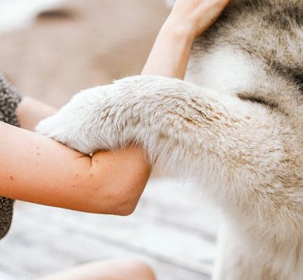 The Best Pet Breeds for Outdoor Adventures