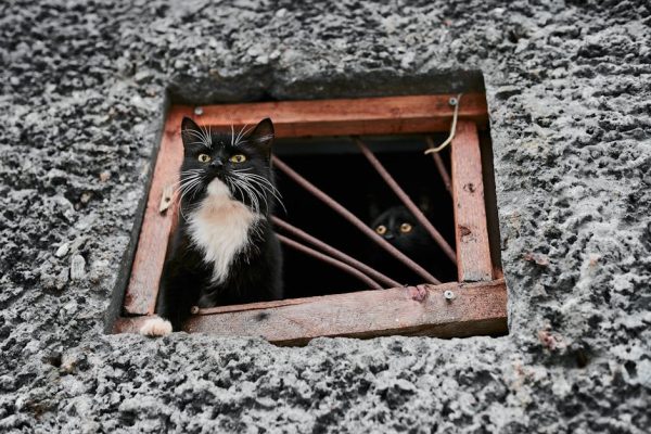 The Most Mysterious Pet Behaviors