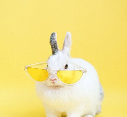 How to Keep Your Pet Cool in Summer