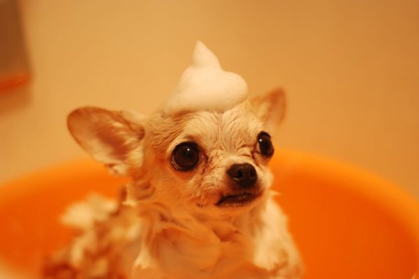 How to Choose the Right Pet Shampoo