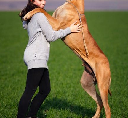 The Challenges of Owning a Large Dog