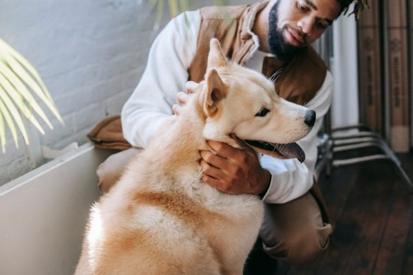 The Best Pet Breeds for First-Time Owners