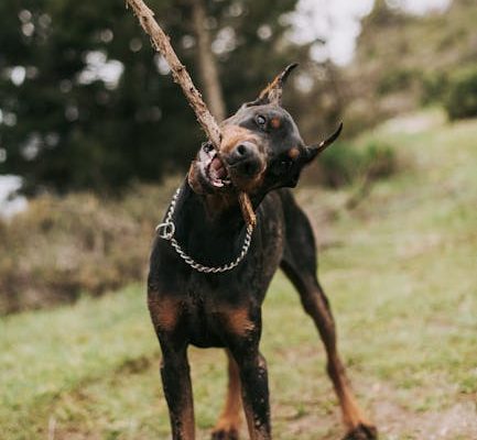 How to Build a Strong Bond with Your Pet