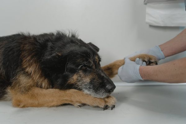 The Importance of Regular Vet Visits