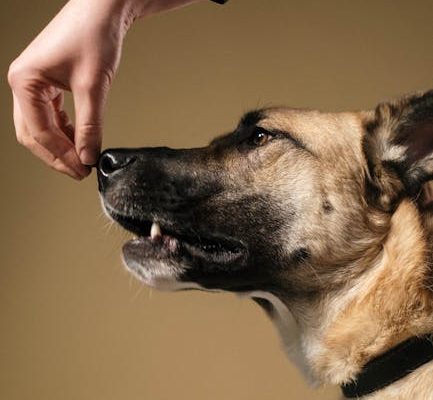 The Most Ancient Pet Training Methods
