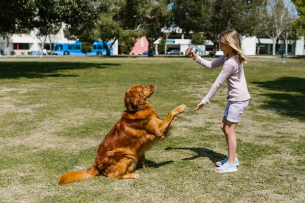 Training Tips for New Puppy Owners