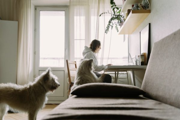 How to Stop Pets from Chewing Furniture