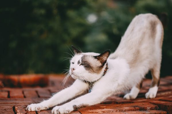 The Benefits of Pet Music Therapy