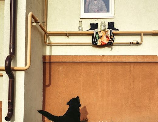 How Pet Ownership Strengthens Neighborhood Bonds