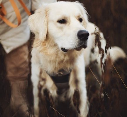 The Best Pets for Moonlight Walks