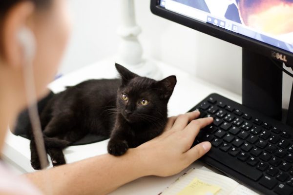 How Pet Technology Is Fighting Animal Obesity