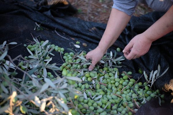 The Best Sustainable Olive Groves