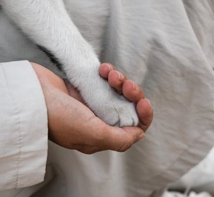 The Most Heartwarming Pet Reunions