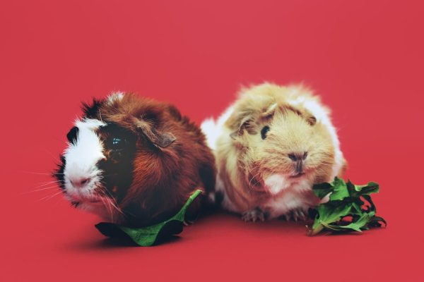 Why Guinea Pigs Make Great First Pets